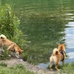 Deux chiens Shiba Inu explorant le bord d'un lac.