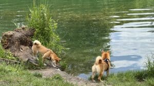 Deux chiens Shiba Inu explorant le bord d'un lac.