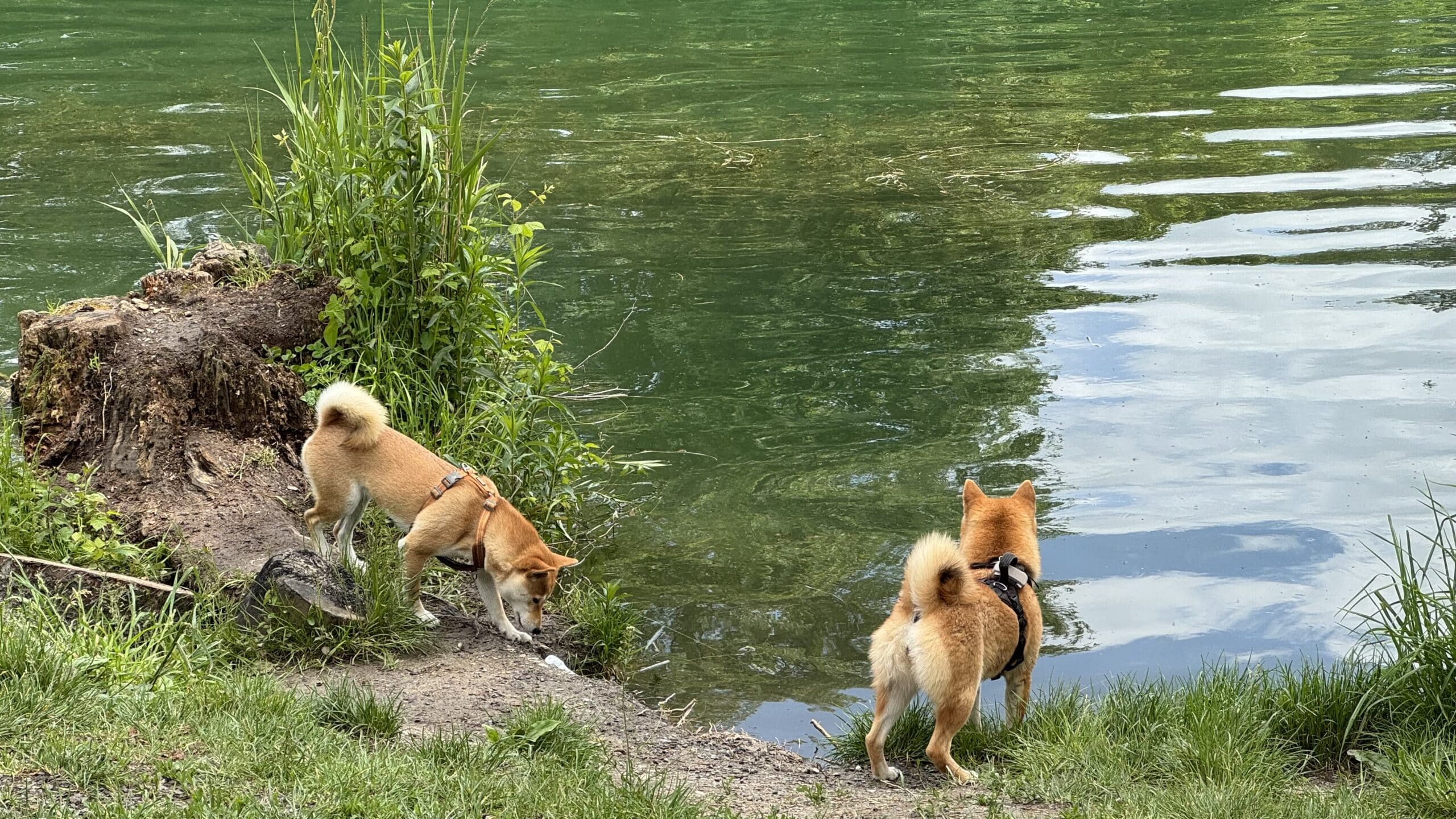 Le Shiba Inu : Plus qu&rsquo;un accessoire de mode, un véritable compagnon de vie