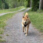 Un chien Shiba Inu marchant sur un chemin forestier.