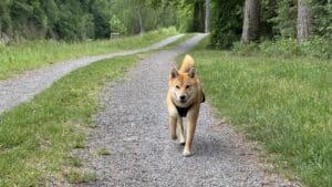 Un chien Shiba Inu marchant sur un chemin forestier.